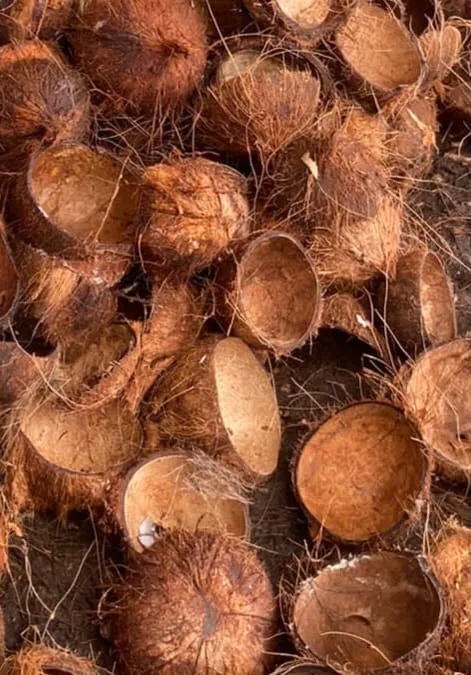 Coconut Shell